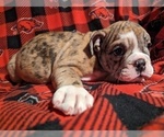 Small #4 Bulldog