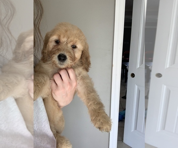 Medium Photo #6 Labradoodle Puppy For Sale in DUNN, NC, USA