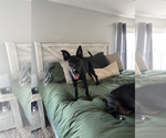 Small #4 German Shepherd Dog-Staffordshire Bull Terrier Mix