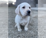 Small Labrador Retriever