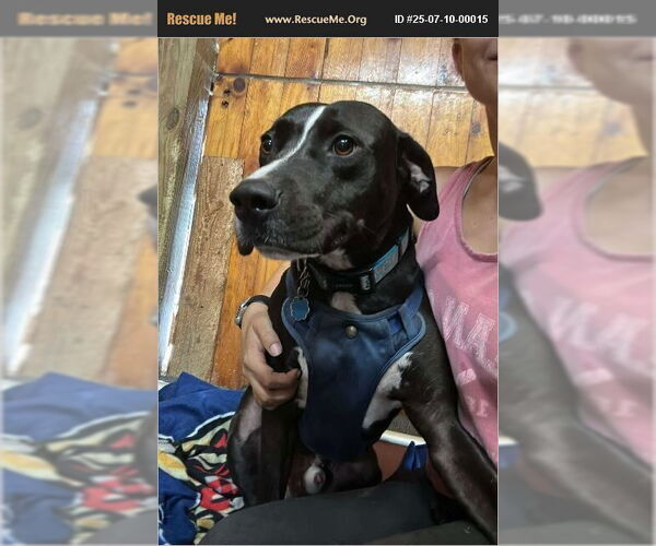 Medium Photo #1 American Pit Bull Terrier-Labrador Retriever Mix Puppy For Sale in Benton, PA, USA