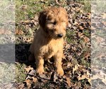 Small Photo #5 Goldendoodle (Miniature) Puppy For Sale in EDWARDSBURG, MI, USA