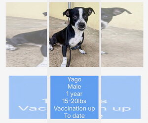 Yago - Male Jack Chi Dog for Adoption - Photo #7