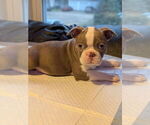 Puppy Grey banded Boston Terrier