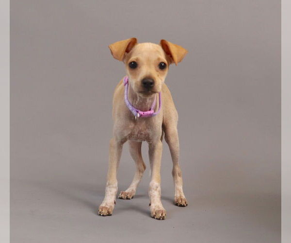 Medium Photo #1 Jack Chi Puppy For Sale in Princeton, MN, USA