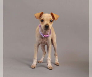 Jack Chi Dogs for adoption in Princeton, MN, USA