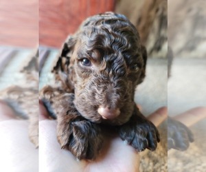 Goldendoodle Puppy for sale in TAYLORS, SC, USA