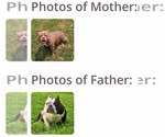 Small #5 American Bully