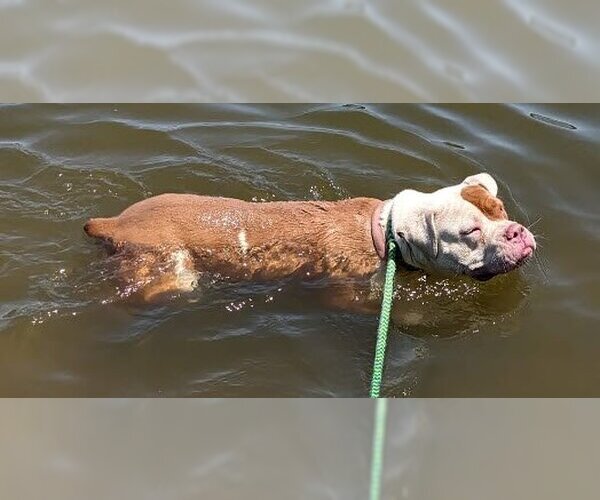 Medium Photo #7 American Pit Bull Terrier-Bulldog Mix Puppy For Sale in St. Ann, MO, USA