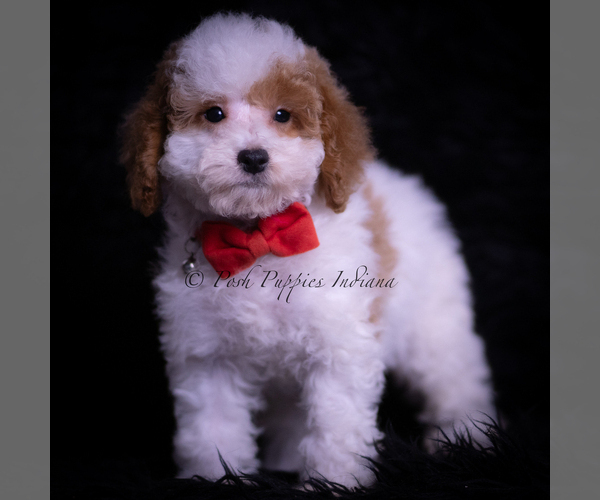 Medium Photo #5 Maltipoo (Miniature) Puppy For Sale in WARSAW, IN, USA