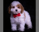 Small #4 Maltipoo (Miniature)