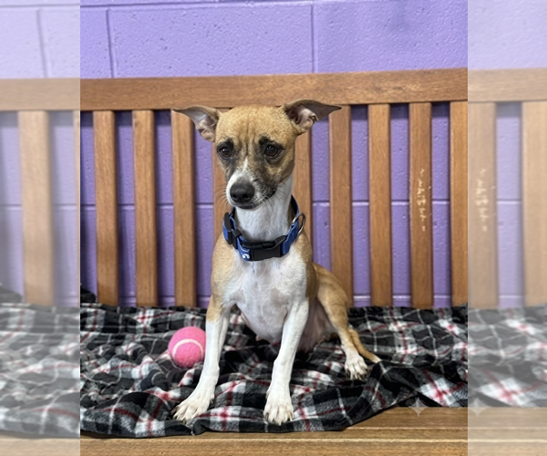 Medium Photo #3 Mutt Puppy For Sale in Genesee, WI, USA