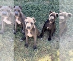 Small Photo #3 Cane Corso Puppy For Sale in SAN ANTONIO, TX, USA