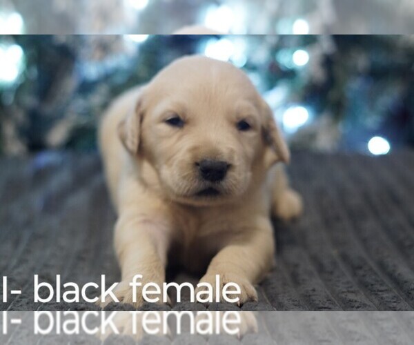 Full screen Photo #10 Golden Retriever Puppy For Sale in BRYANT, AL, USA