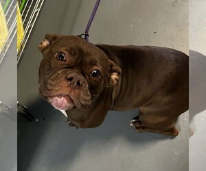 Bulldog-Unknown Mix Dogs for adoption in Chico, CA, USA
