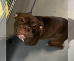 Small Bulldog Mix