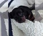 Puppy Puppy 4 Dachshund