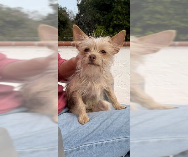 Medium Photo #3 Mutt Puppy For Sale in Weston, FL, USA