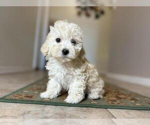 Maltipoo Puppy for sale in TUCSON, AZ, USA