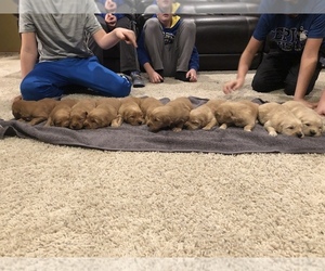 Golden Retriever Puppy for sale in JEFFERSON, SD, USA