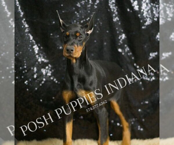 Medium Photo #2 Doberman Pinscher Puppy For Sale in WARSAW, IN, USA