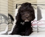 Puppy Phlox Golden Mountain Doodle 