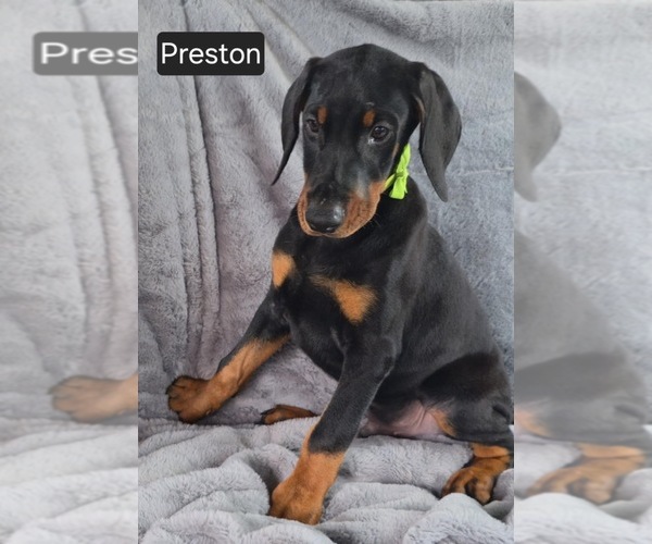 Medium Photo #5 Doberman Pinscher Puppy For Sale in POMEROY, OH, USA