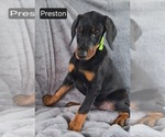 Small #4 Doberman Pinscher