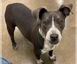 Dachshund-Unknown Mix Dogs for adoption in Texas City, TX, USA