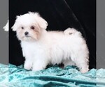 Small #8 Maltese