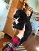 Small Photo #2 Australian Shepherd Puppy For Sale in GENOLA, MN, USA