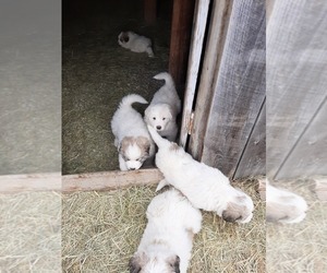 Great Pyrenees Puppy for sale in RONAN, MT, USA