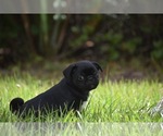 Scooby - Male Pug Puppy for Sale - Photo #7