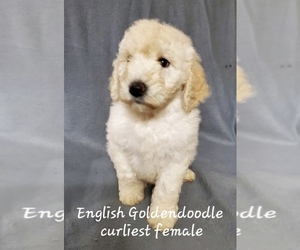 Goldendoodle Puppy for Sale in ROANOKE, Illinois USA