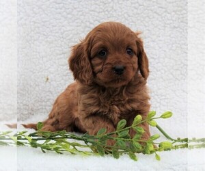 Cavapoo Puppy for sale in HONEY BROOK, PA, USA