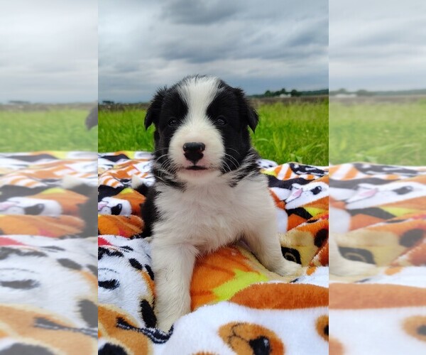 Medium Photo #134 Border Collie Puppy For Sale in NORBORNE, MO, USA