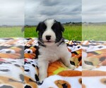 Small #6 Border Collie