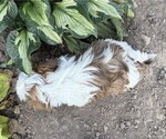 Small #4 Shih Tzu