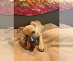 Small #4 American Staffordshire Terrier Mix