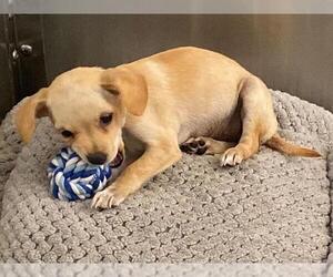 Chihuahua Dogs for adoption in Orange, CA, USA