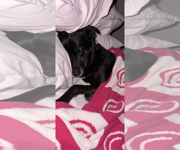 Medium Photo #3 Australian Shepherd-Unknown Mix Puppy For Sale in Dallas, TX, USA