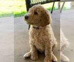 Small Photo #6 Poodle (Standard) Puppy For Sale in STEPHENVILLE, TX, USA