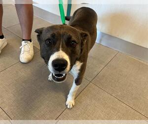 American Pit Bull Terrier-Unknown Mix Dogs for adoption in Rancho Cucamonga, CA, USA