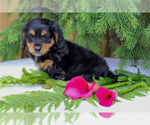 Small #3 Dachshund