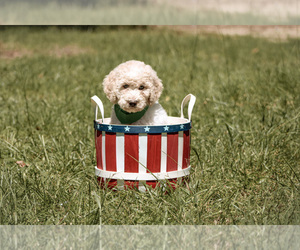 Goldendoodle Puppy for sale in MIDDLESEX, NC, USA