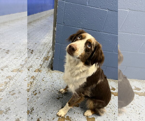 Medium Photo #3 Australian Shepherd Puppy For Sale in Emmett, ID, USA