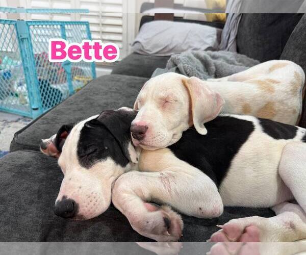 Medium Photo #2 Argentinian Mastiff-Border Collie Mix Puppy For Sale in Rowlett, TX, USA