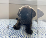 Small #5 Cane Corso