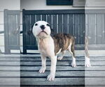 Small #2 American Bulldog-Labrador Retriever Mix
