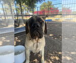 Small #3 Mastiff